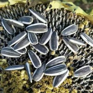 China Experience the Benefits of Sunflower Seeds T5 in Your Business wholesale
