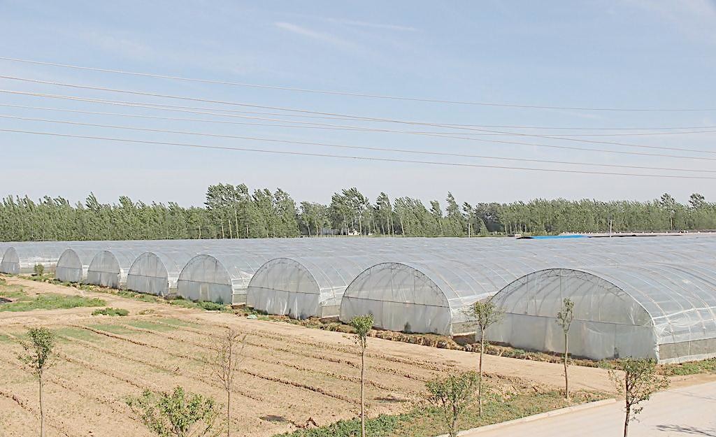 Agriculture Small Tunnel Greenhouse Anti Fog With Huge Roof / Side Ventilation