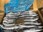 BRC High Protein BQF Frozen #3 Pacific Saury Fish