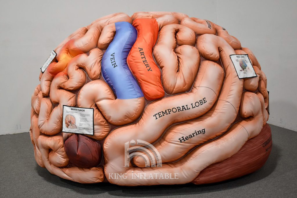Inflatable Human Organs Giant Brain Heart Lungs For Teaching Medical Activities Display