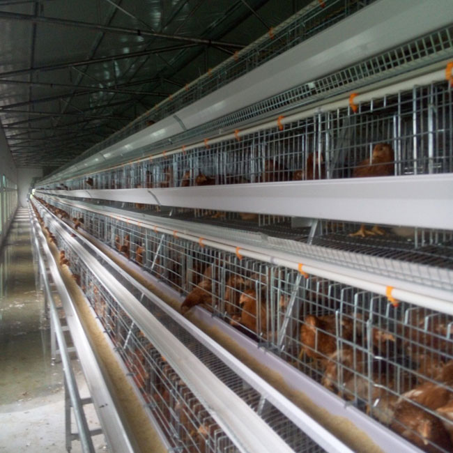 128 Birds A Type Layer Chicken Cage Installation Provide