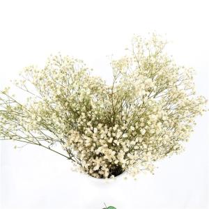 China Eternal Beautiful Dried Flowers Baby Breath For Celebration Activities wholesale