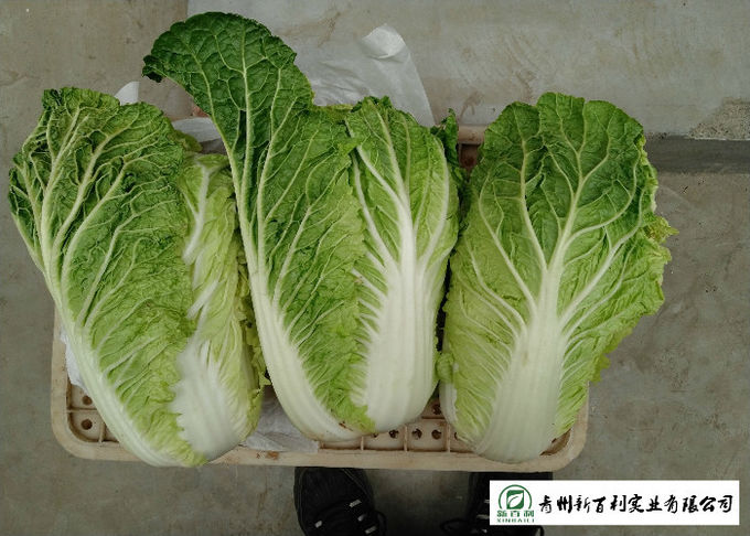 Healthy All Season Cabbage , Chinese Green Cabbage No Putrefaction For Salad Factory