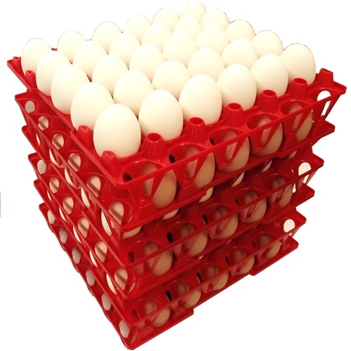 Egg tray with 30 holes PP plastic material and different color QL401
