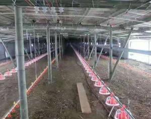 China Broiler Chicken Shed Automatic Pan Feeding System wholesale