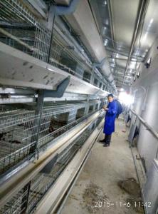 China Hunsbandry Layer Chicken Cage For Laying Hens SGS Approval wholesale