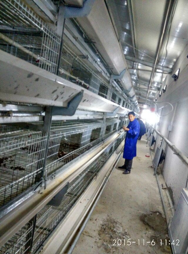110 Days Baby Chicken Galvanized Multi Poultry Broiler Cage Chicken Raising