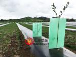 Triangular Fireproof 600gsm Corflute Plant Guards
