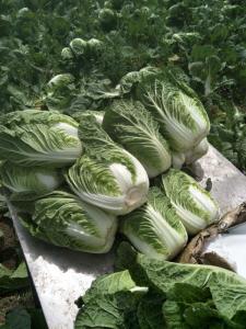China Green Outside Small Head Cabbage , Chinese Napa Cabbage Japan Standard wholesale