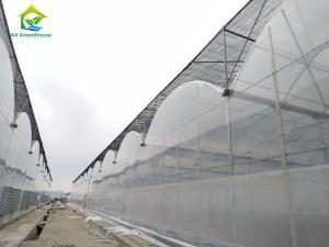 China Large Multi Span Poly Tunnel Film Agricultural Tomato Growing Greenhouse wholesale
