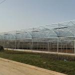 Vegetable Agricultural Tomatoes Dome Roof 7-10m Span Po Film Greenhouse