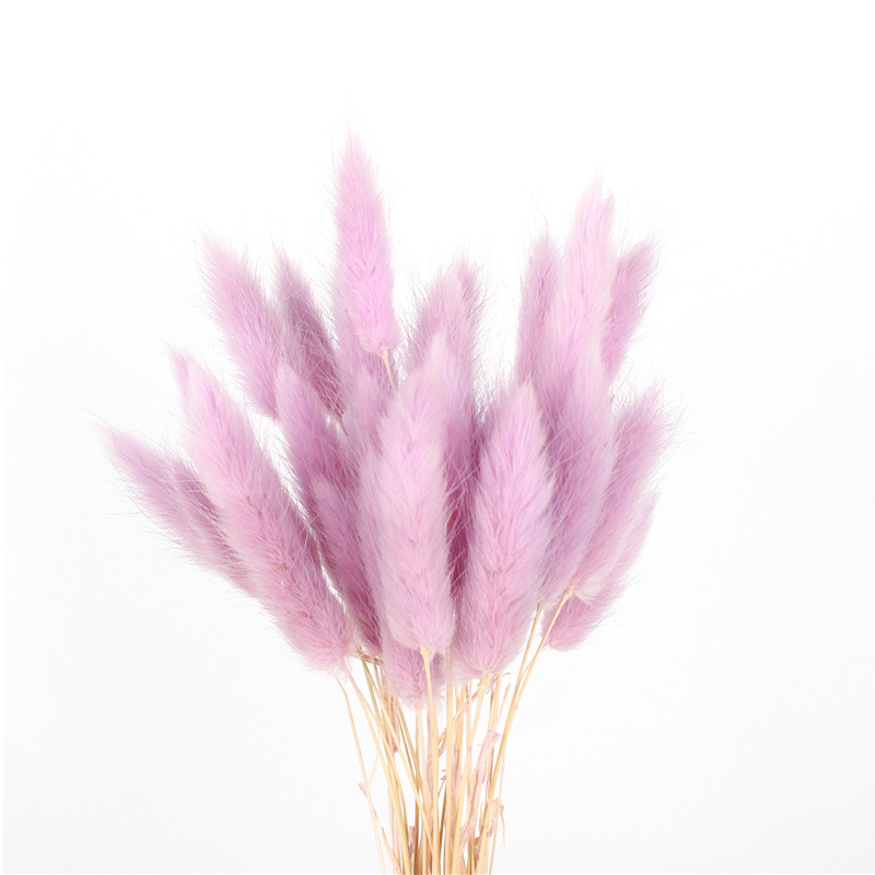 100% Natural Dried Rabbit Tail Grass , Pretty Dried Flowers Keep Freshness
