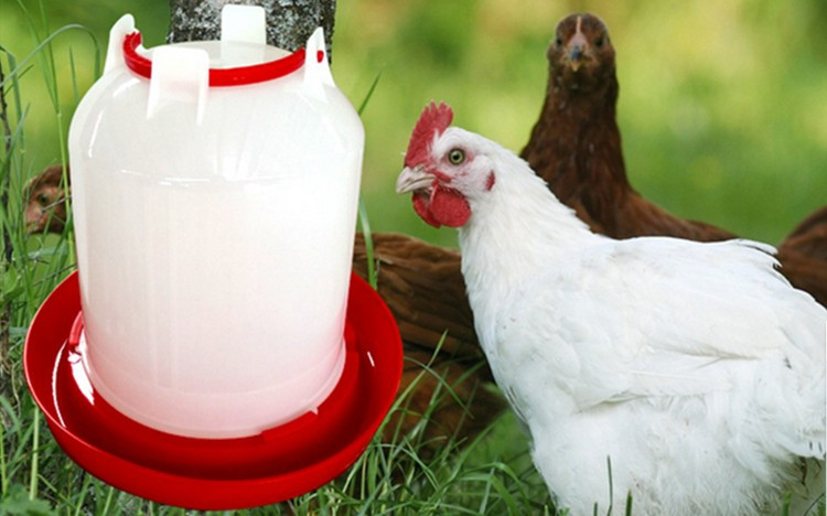 Goose 1.5L Poultry Feeder Drinker For Farming