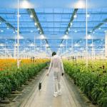 Adjustable Light Sustainable Steel Film Greenhouse Solar System