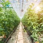 ODM Industrial Agricultural Glass Greenhouse