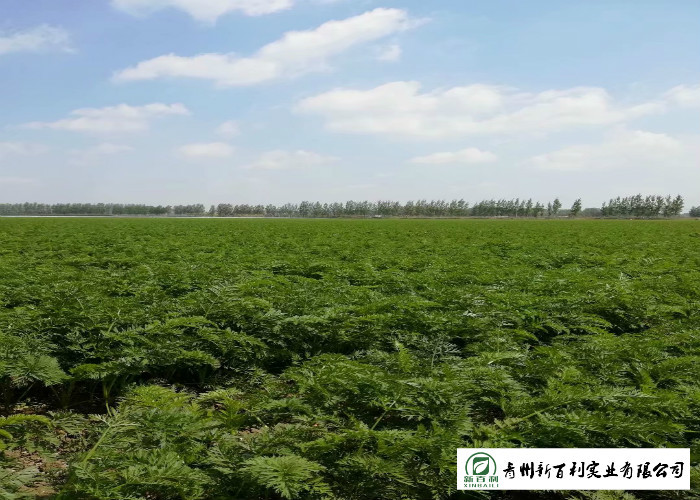 Quality A Little Finger Carrots S / M / L / 2L Size Supply To Supermarket