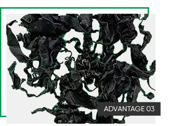 Normal Ingredients Laver Variety Dried Seaweed 1Kg Freeze Dried Wakame 100% Dried Cut