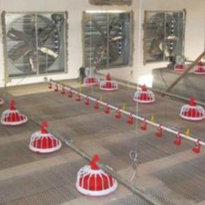 China 20 Birds/M² 300g Automatic Pan Feeding System wholesale