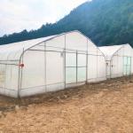 Hot Galvanized Steel Frame Tropical Fruit Grow Greenhouse Commercial Greenhouses