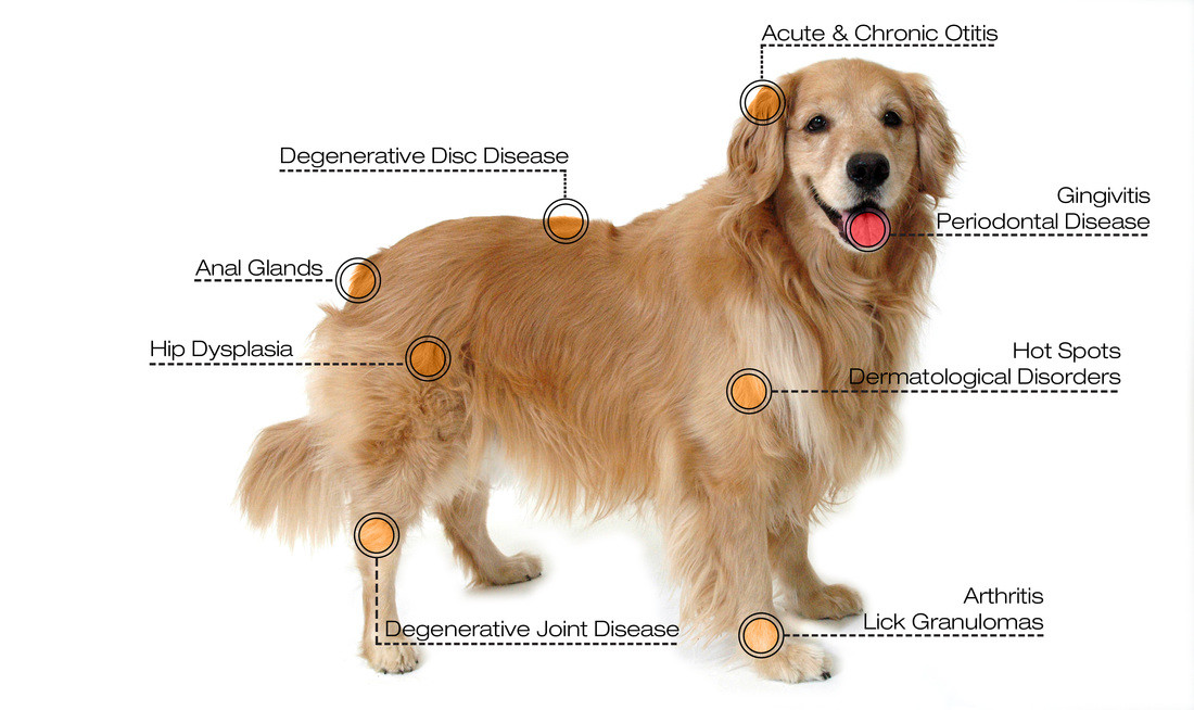 Portable Dog Laser Therapy Machine 980nm Class 4 Laser Treatment