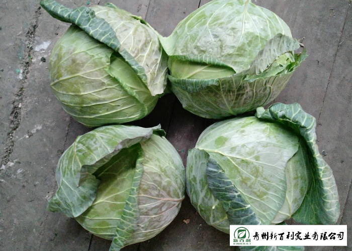Good Taste Chinese Round Cabbage , Small Green Cabbage 1 Kg / Per Size