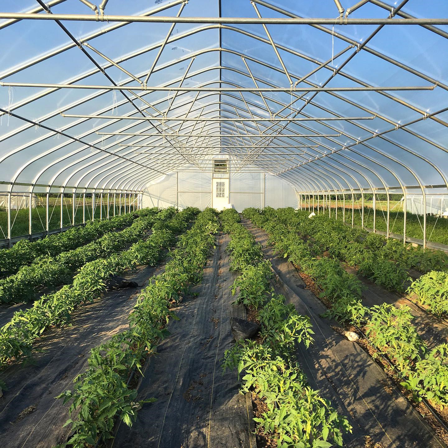 Agricultural Tomatoes Single Layer Greenhouse With 80 Micron Film