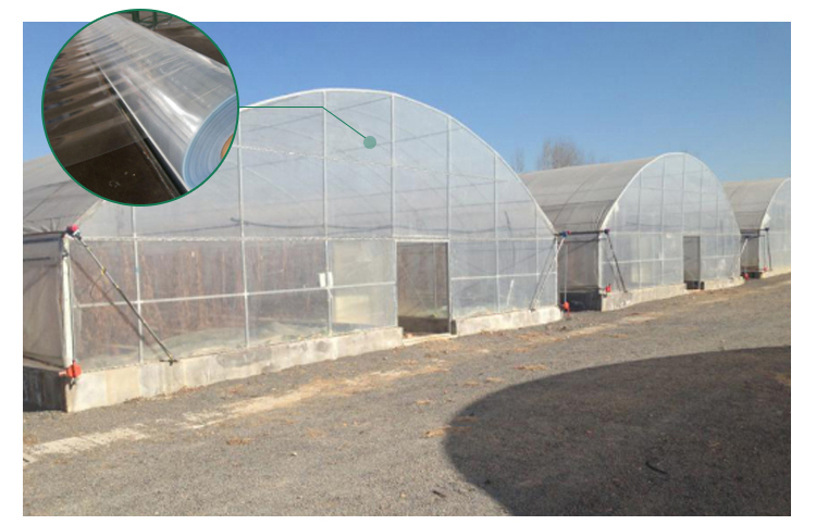 High Tunnel Agricultural Greenhouse for Tomato Cultivation Single Layer Film Cover