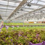 Agriculture Multi Span Venlo Glass Greenhouse For Tomato Planting