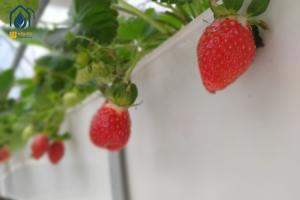 China Greenhouse Trapezoidal PVC Strawberry Growing Troughs Vertical Tomato Growing Trough wholesale