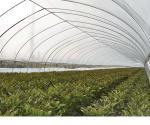 Galvanized Frame PE Film Greenhouse , Hoop Tunnel Greenhouse CE Approved