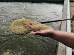 Fishmeal Flavor Poultry Feed Additives Products Good Application Effect