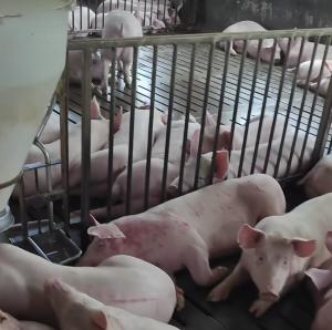 China Sow Cages Livestock Farm Equipment Gilt Sow Gestation Stalls wholesale