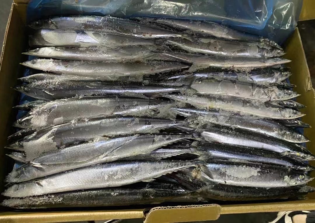 BRC Certified 3# BQF Sea Frozen Pacific Saury Fish