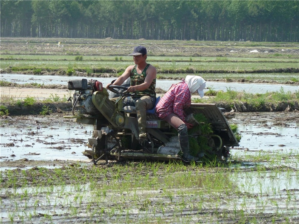 Agriculture 6 Rows Paddy Transplanter Machine , 300mm Row Space Mini Rice Transplanter