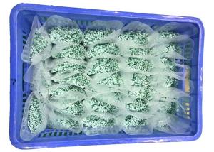 China REACH Slight Green 120 Degree 2.5mm Nylon Cable Ties wholesale