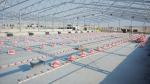 Environment Friendly Steel Structure Poultry House Prefabricated
