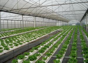 China High Density NFT Hydroponics System Fast Harvest Cycle Automatic Control wholesale