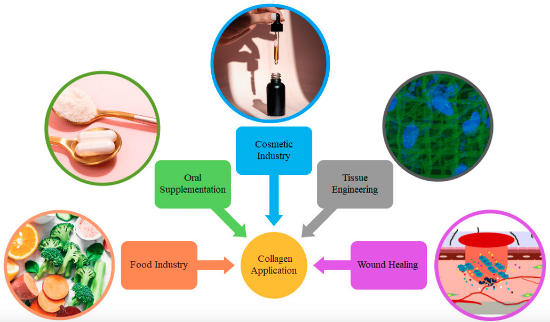 Fish Collagen Peptides Anti Aging Polymeric Protein For Cosmetics and Supplements