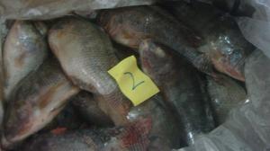 China Frozen IQF tilapia fish farming whole round wholesale