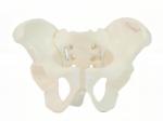Eco-friendly PVC Hand made Medical Education Artistic Creation Design Ergonomics