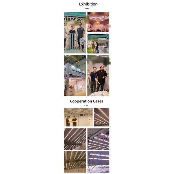 Commercial Greenhouse Grow Lights 800W Red And Blue Spectrum LED Grow Lights Hydroponics