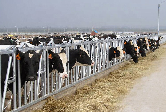 OEM ODM Dairy Cow Headlocks 3mm For Hog Chain Feeding System