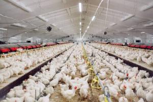 China Professional Design Chicken Farm Equipment House Prefabricated Steel Buildings wholesale