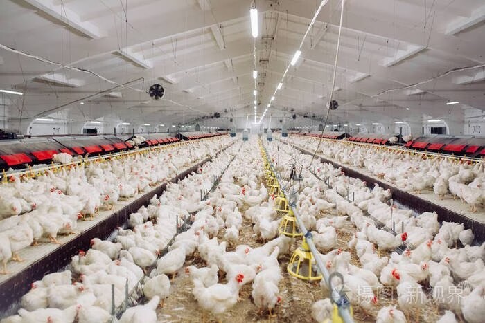 Professional Design Chicken Farm Equipment House Prefabricated Steel Buildings