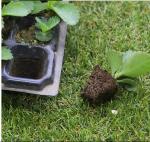 Germination tray for greenhouse vegetables nursery and growing & Nursery plant
