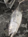 100% Natural IQF 20kg Up Seafrozen Yellowfin Tuna WR