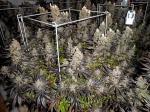 Hydroponic 3000K 2.7umol/J White Led Grow Light
