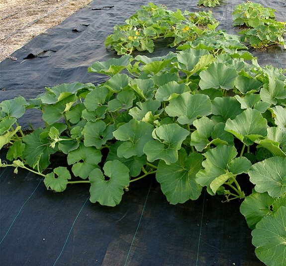 high quality forest seedling tray