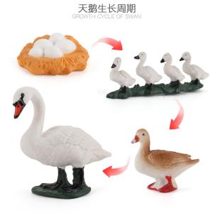 China Swan Life Cycle Figure Model Toy For Boys Girls Kids wholesale