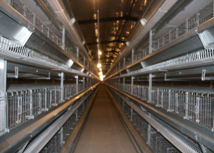 A Type Ladder Automatic Egg Collection System Saves Time And Manpower